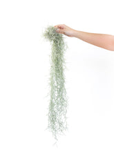 Load image into Gallery viewer, Colombia Thick Spanish Moss - Tillandsia Usneoides
