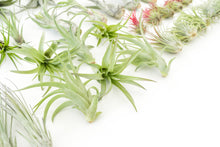 Load image into Gallery viewer, Best Seller Air Plants
