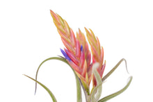 Load image into Gallery viewer, Tillandsia Caput Medusae Air Plants
