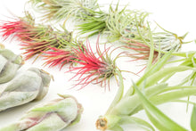 Load image into Gallery viewer, Best Seller Air Plants
