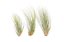 Load image into Gallery viewer, Large Tillandsia Juncea Air Plants
