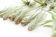 Load image into Gallery viewer, Best Seller Air Plants
