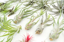 Load image into Gallery viewer, Best Seller Air Plants
