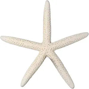 starfish