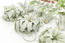 Load image into Gallery viewer, Best Seller Air Plants
