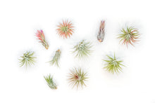 Load image into Gallery viewer, Assorted Tillandsia Ionantha Air Plants
