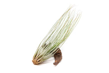 Load image into Gallery viewer, Large Tillandsia Juncea Air Plants
