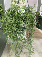 Load image into Gallery viewer, String of Hanging Basket 6&quot;
