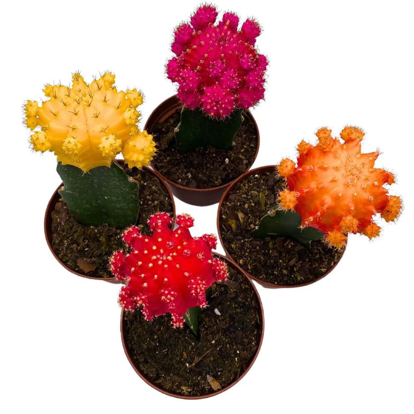 4” Cactus Grafted Assortment