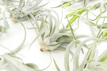 Load image into Gallery viewer, Best Seller Air Plants
