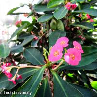 Crown of Thorns 5