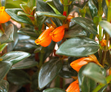 Load image into Gallery viewer, tropical goldfish plant
