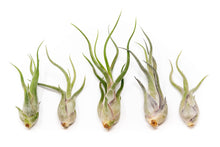 Load image into Gallery viewer, Tillandsia Caput Medusae Air Plants
