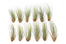 Load image into Gallery viewer, Large Tillandsia Juncea Air Plants
