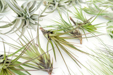 Load image into Gallery viewer, Best Seller Air Plants
