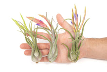 Load image into Gallery viewer, Tillandsia Caput Medusae Air Plants
