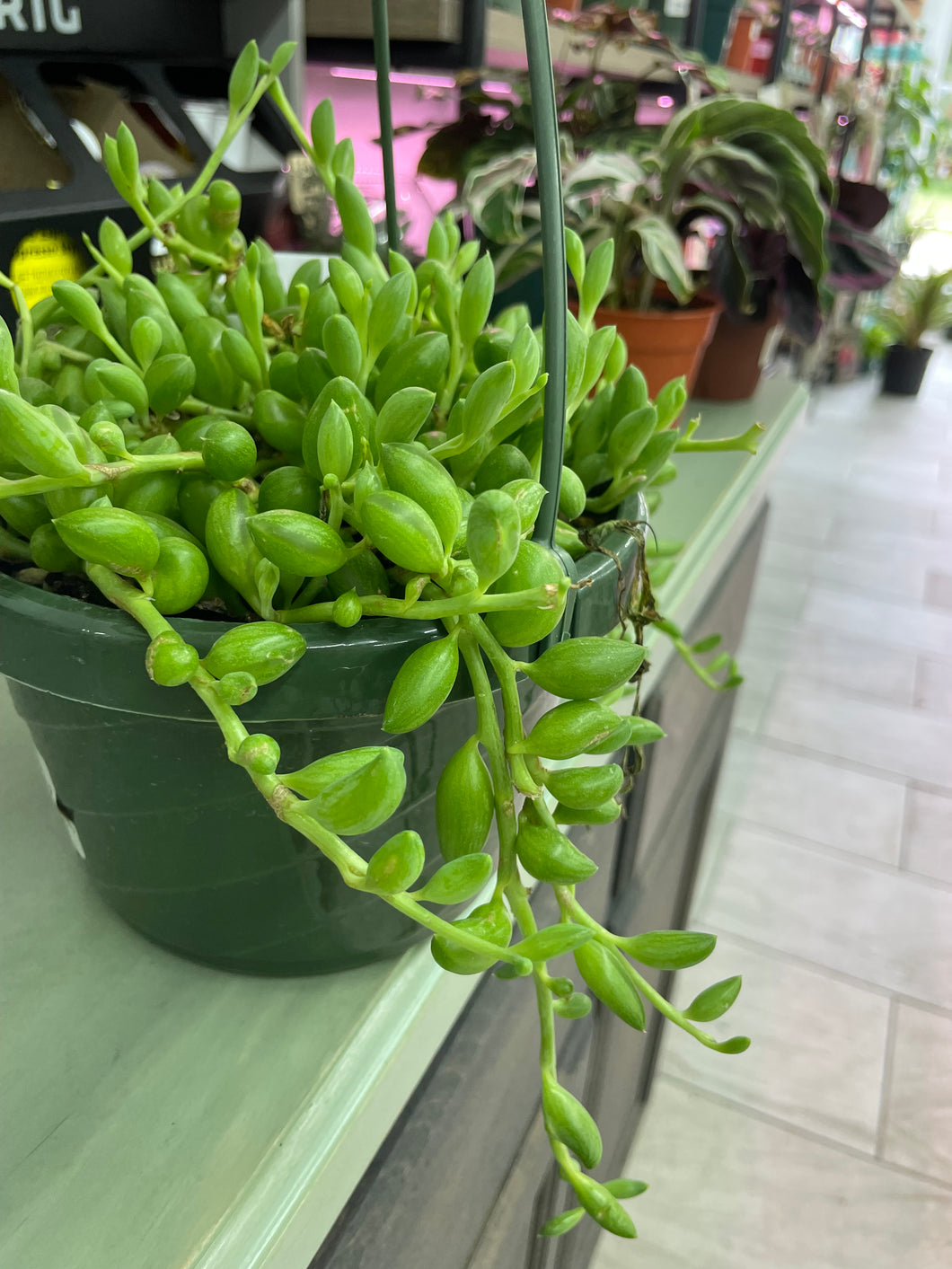 String of Hanging Basket 6