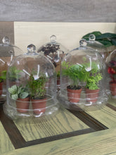 Load image into Gallery viewer, Terrarium Workshop July 19th
