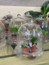 Load image into Gallery viewer, Terrarium Workshop July 19th
