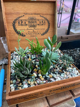 Load image into Gallery viewer, Cigar Box Succulent WorkShop
