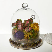 Load image into Gallery viewer, Terrarium Workshop July 19th
