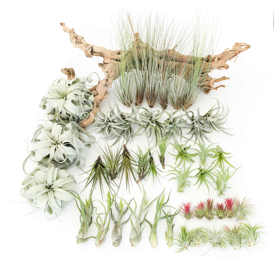 Best Seller Air Plants