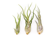 Load image into Gallery viewer, Tillandsia Caput Medusae Air Plants
