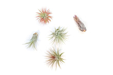 Load image into Gallery viewer, Assorted Tillandsia Ionantha Air Plants
