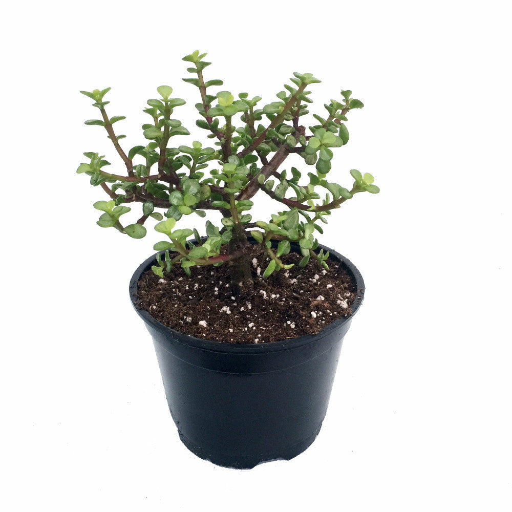 Mini Jade Plant 6