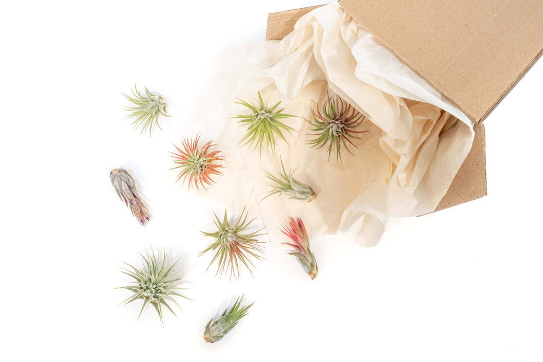 Assorted Tillandsia Ionantha Air Plants