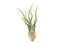 Load image into Gallery viewer, Tillandsia Caput Medusae Air Plants
