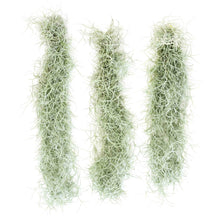 Load image into Gallery viewer, Colombia Thick Spanish Moss - Tillandsia Usneoides
