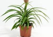 Pineapple Plant