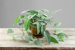 Cebu blue pothos