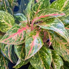 Aglaonema Sparkling Sarah