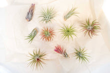 Load image into Gallery viewer, Assorted Tillandsia Ionantha Air Plants
