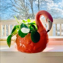 Load image into Gallery viewer, Flamingo Planter
