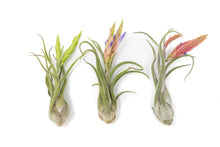 Load image into Gallery viewer, Tillandsia Caput Medusae Air Plants
